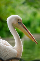 Bird swimming in calm water