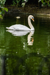 Bird swimming in calm water