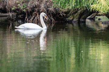 Bird swimming in calm water