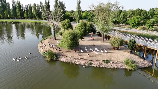 Lago de patos en un parque con &aacute;reas verdes vista a&eacute;rea.