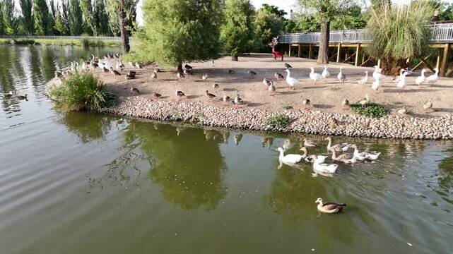 Lago de patos en un parque con &aacute;reas verdes, arboles y vista a&eacute;rea.