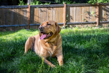 Relaxed dog enjoying the fresh air, yellow lab laying down on a green grass lawn with wood fence in the background
