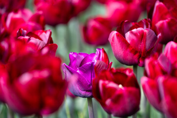 Field of tulips, red flowers with one purple and red bloom in the middle, closeup of colorful fresh spring growth as a nature background
