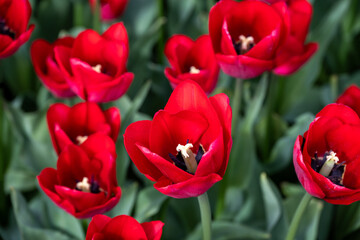 Field of tulips from above, bright red flowers with yellow centers against green leaves, closeup of colorful fresh spring growth as a nature background
