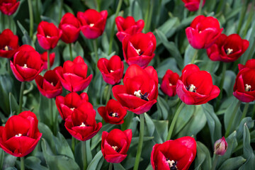 Fototapeta premium Field of tulips from above, bright red flowers with yellow centers against green leaves, closeup of colorful fresh spring growth as a nature background 