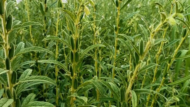 Beautiful view of sesame seed on tree in the field.