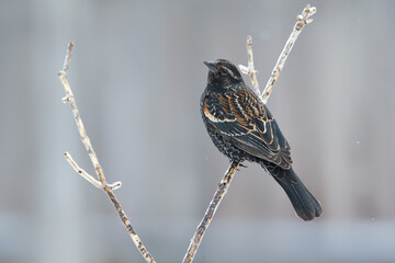 Red-winged Blackbird