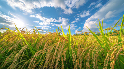 The golden rice ears swaying in green paddy fields, with blue sky and white clouds in the background