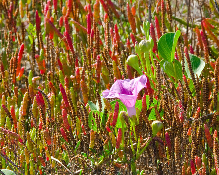 A single pink Railroad Vine morning glory flower is blooming among bright red and green glasswort in a salt marsh along the Gulf Coast of Florida in early fall.