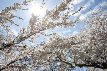 Cherry blossom in springtime with blue sky and sun rays. Toronto, Canada. 