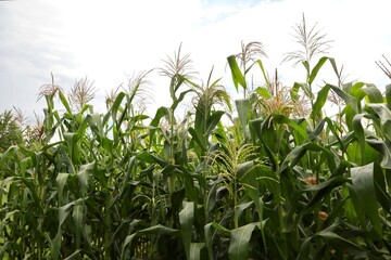 Sweet corn fields ready for harvest