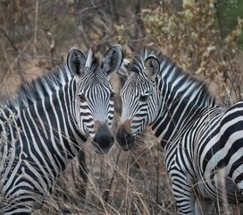 Crawshay's Zebras, Mfuwe, Zambia, Africa