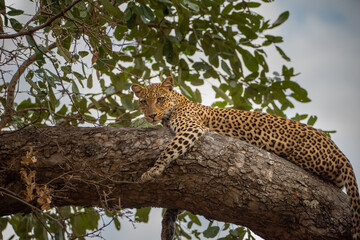 Leopard in a tree, South Luangwa National Park, Zambia, Africa