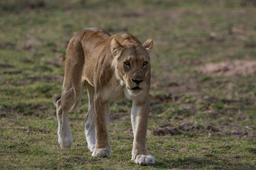 Female lion, Mfuwe, Zambia, Africa