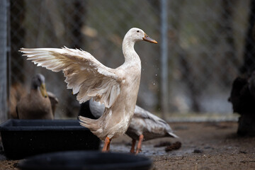 White Indian Runner Duck Flapping Its Wings