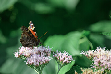 A close-up photo of a butterfly on a flower