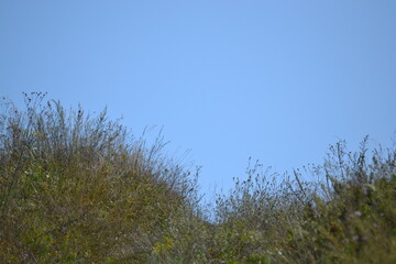 A photo of the grass with the sky on a background