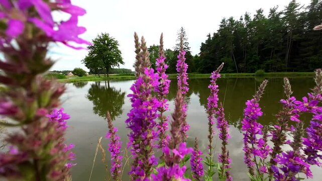 Lythrum salicaria Robert. Loosestrife pink flowers on the shore of a pond.Pink blossom and bees close-up. Summer blooming perennial flower. 4k footage