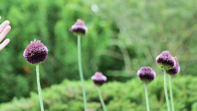 Onion Red Mohican and the gardeners hands close-up. Womens hands hold a blooming onion.Burgundy and red onions flowers in garden design. Summer bulbous flowers in lilac shades.