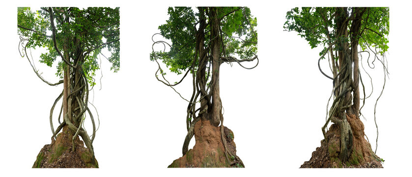 Big set of the trunk the tree was covered with twisted vines on a large termite nest on a white background there are copy areas and intersecting paths.