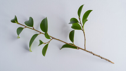 榊(サカキ)の葉