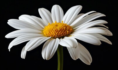 Obraz premium A Close-Up of a Delicate White Daisy