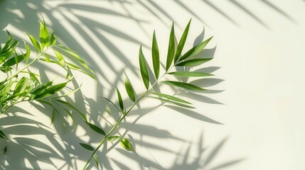 Fototapeta premium Natural shadow of plant leaves on white background for product presentation and summer concept