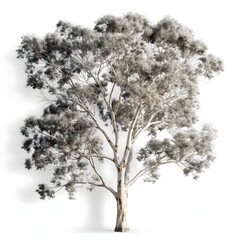 54. "A stunning eucalyptus tree with its distinctive bark and tall stature, shown in 3D on a white canvas."