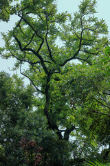 都心散歩　酷暑の浜離宮恩賜公園あたり