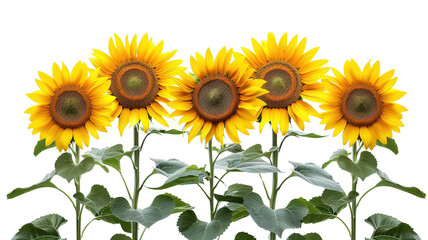 photos of sunflowers, isolated on white background, graphic resource, overlay banner