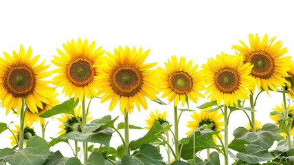 photos of sunflowers, isolated on white background, graphic resource, overlay banner