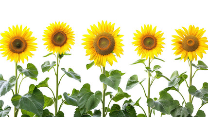 photos of sunflowers, isolated on white background, graphic resource, overlay banner