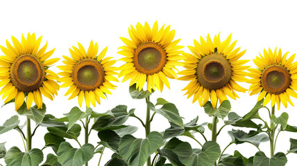 photos of sunflowers, isolated on white background, graphic resource, overlay banner
