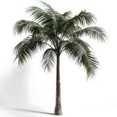 33. "A distinctive palm tree with a tall, slender trunk and large, sweeping leaves, depicted in 3D on a white background."