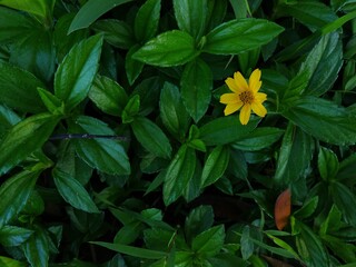 green leaf with beautiful yellow flowers or Sphagneticola trilobata, tiny green leaf, natural green background