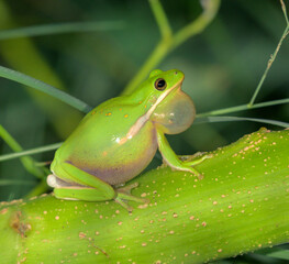 American green tree frog (Dryophytes [Hyla] cinereus ) male singing at night at edge of a lake, vocal sac inflated; Galveston, Texas, USA.