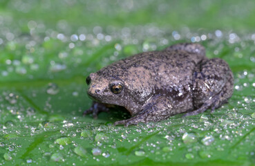 Eastern narrow-mouthed toad, or narrowmouth toad, (Gastrophryne carolinensis) on green leaf covered by drops of rain water, Galveston, Texas, USA