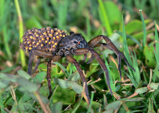 Wetland Giant Wolf Spider (Tigrosa helluo) female with spiderlings on the abdomen, Galveston, Texas, USA.