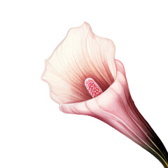 Watercolor clipart purple Anthurium flower