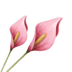 Watercolor clipart purple Anthurium flower