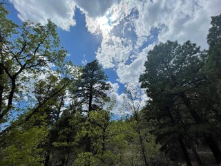 trees and clouds
