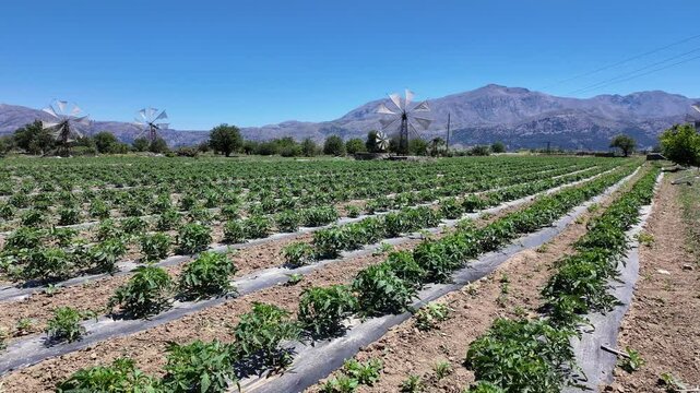 Lasithi Crete Greece EU. 08. 06. 2024. Salad crops growing in a field irrigated with a wind pump on the Lassthi Plateau in Crete Greece Europe.