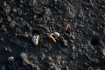 crab on muddy at mangrove forest