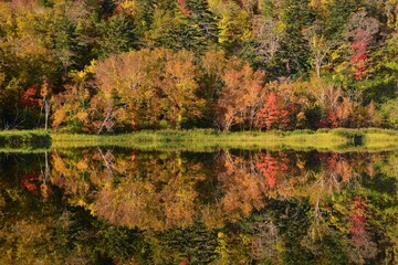 利尻島・姫沼の秋