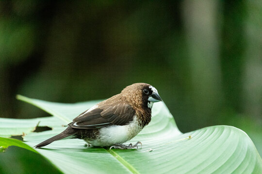 Brown Society Finch Perched on Leaf, Lonchura Striata Domestica