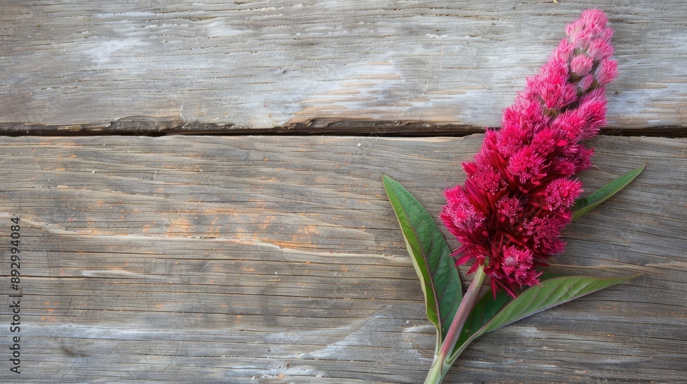 Wall mural celosia argentea flower on wooden background for backgrounds wallpapers and cards