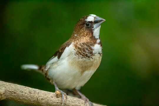 Society Finch Perched on Branch, Lonchura Striata Domestica