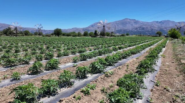 Lasithi Crete Greece EU. 08. 06. 2024. Salad crops growing in a field irrigated with a wind pump on the Lassthi Plateau in Crete Greece Europe.