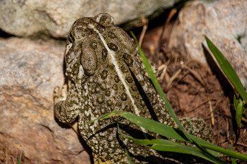 frog on the ground