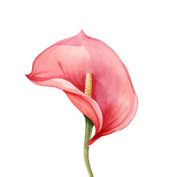 pink anthurium flower watercolor style clip art preview